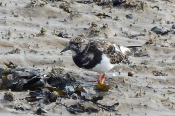 turnstone